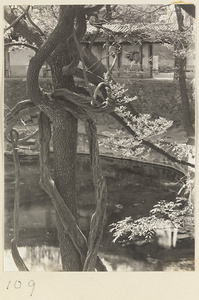 Entwined tree branches and pool at Hei long tan
