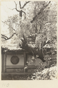 Flowering tree at Hei long tan
