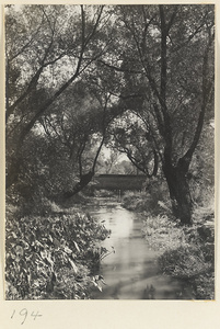 Trees bordering a river at the Old Wu Garden