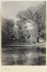 Trees by water at the Old Wu Garden