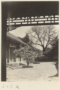 Courtyard with flowering tree at Yihe Yuan