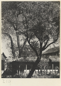 Trees and buildings at the Old Wu Garden