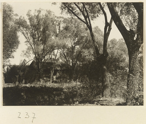 Trees in the New Wu Garden