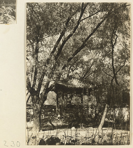 Trees, wall, and pavilion at the New Wu Garden