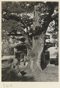 Ancient tree next to small pavilion and stone lion at Da jue si