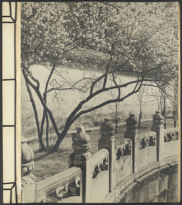 Flowering tree between a wall and a curved marble balustrade at Nanhai Gong Yuan