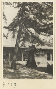 Pine tree and small roofed structure in temple courtyard at Jie tai si
