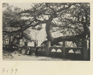 Inclining-Dragon Pine and terrace balustrade at Jie tai si