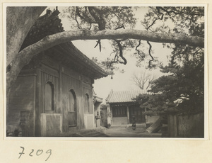 Branch of the Nine-Dragon Pine and facades of two temple buildings at Jie tai si