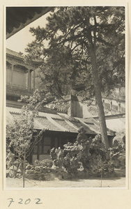 Pine tree and rock garden at Jie tai si