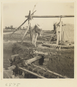 Horse drawing water from a well to irrigate a field