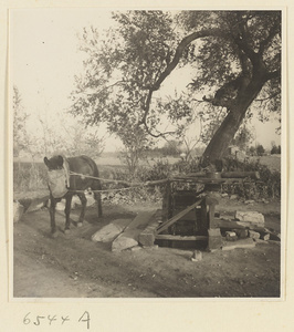 Horse drawing water from a well to irrigate a field