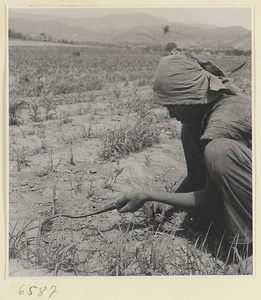 Farm worker using a small hoe