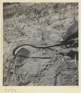 Farm worker using a small hoe