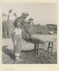 Worker bundling sheaves of grain