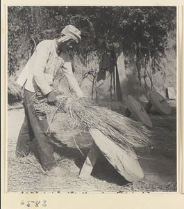 Man threshing grain against a stone