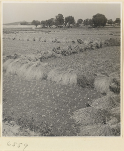 Rice fields