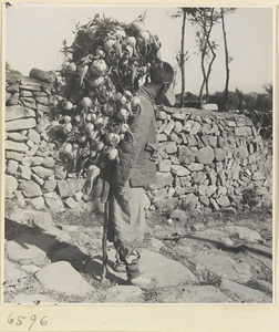 Man carrying a load of root vegetables