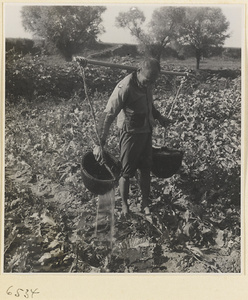 Man watering vegetables in a field