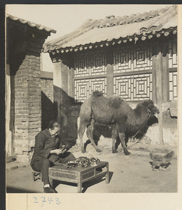 Woman making chenille souvenirs outdoors at a table next to a camel