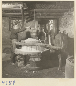 Men working with a mule hitched to a press in a tofu-making shop
