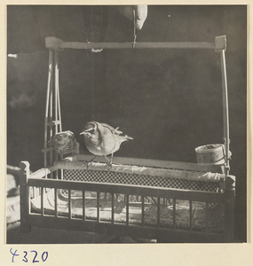 Bird tethered to an open-air cage at a bird market