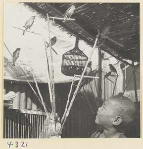 Boy looking at birds tethered to perches at a bird market