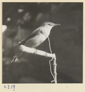 Bird tethered to a perch at a bird market