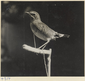 Bird tethered to a perch at a bird market