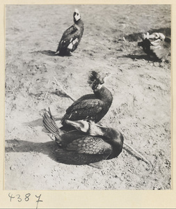 Cormorants on the beach