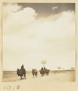 Men riding camels on a road near the Yun'gang Caves