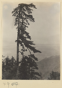 Pine tree on West Peak Ridge of Hua Mountain with Yellow River and northern plain in background