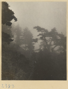 Pine trees in mist on Hua Mountain