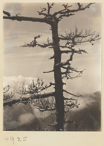 Pine tree and mountain landscape on South Peak of Hua Mountain