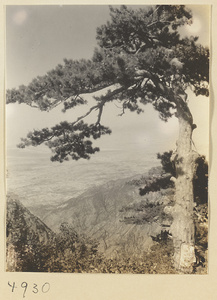 Pine tree and mountain landscape on Hua Mountain with river plain in background