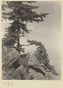 Pine tree and mountain landscape on Hua Mountain with river plain in background