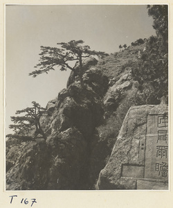 Trees and detail of inscribed rock on Tai Mountain