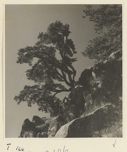 Trees on Tai Mountain