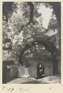 Tree with birdcage in front of temple building on Tai Mountain