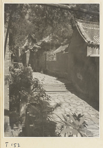 Street in Tai'an with a birdcage suspended from a tree