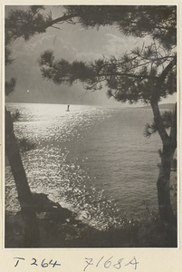 Trees by the ocean on the Shandong coast