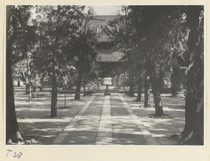 Courtyard with trees and facade of Xing tan at the Kong miao in Qufu