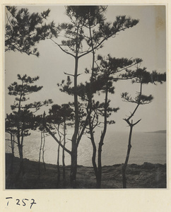 Trees by the ocean on the Shandong coast