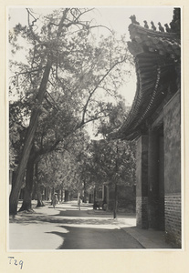 Trees and Bei ting at Zhi sheng lin in Qufu