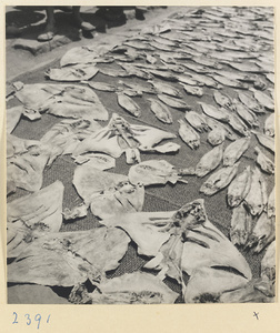 Fish drying on the ground in a village on the Shandong coast