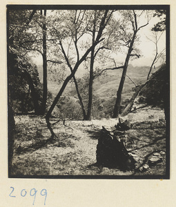 Trees and mountain landscape on the pilgrimage route up Miaofeng Mountain