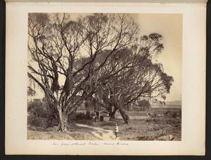 Banyan (Banian) trees near the foreign settlement, Fuzhou