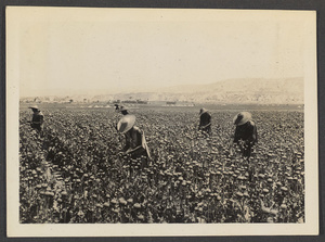 Lanchow to Shincheng.  Opium harvest.  12 times the revenue of another plant.  The wide Yellow R. Valley full of this around Lanchow.