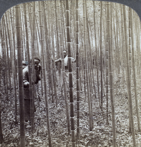 Two men in a grove of cultivated bamboo, near Nanjing (right hand part of a stereoscopic card)