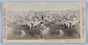 Sheep grazing in a cemetery outside Tianjin